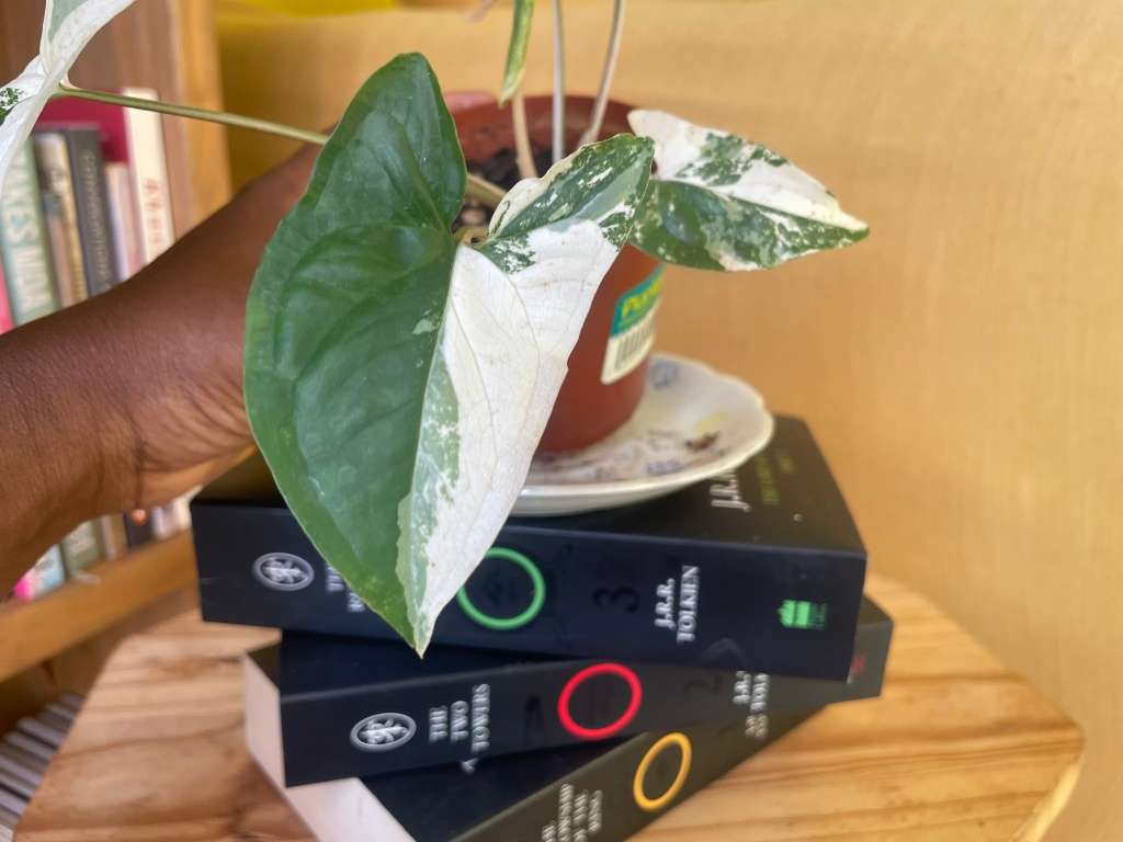 Syngonium two-pack (Albo and Mottled) with free plectranthus verticillatus - 2