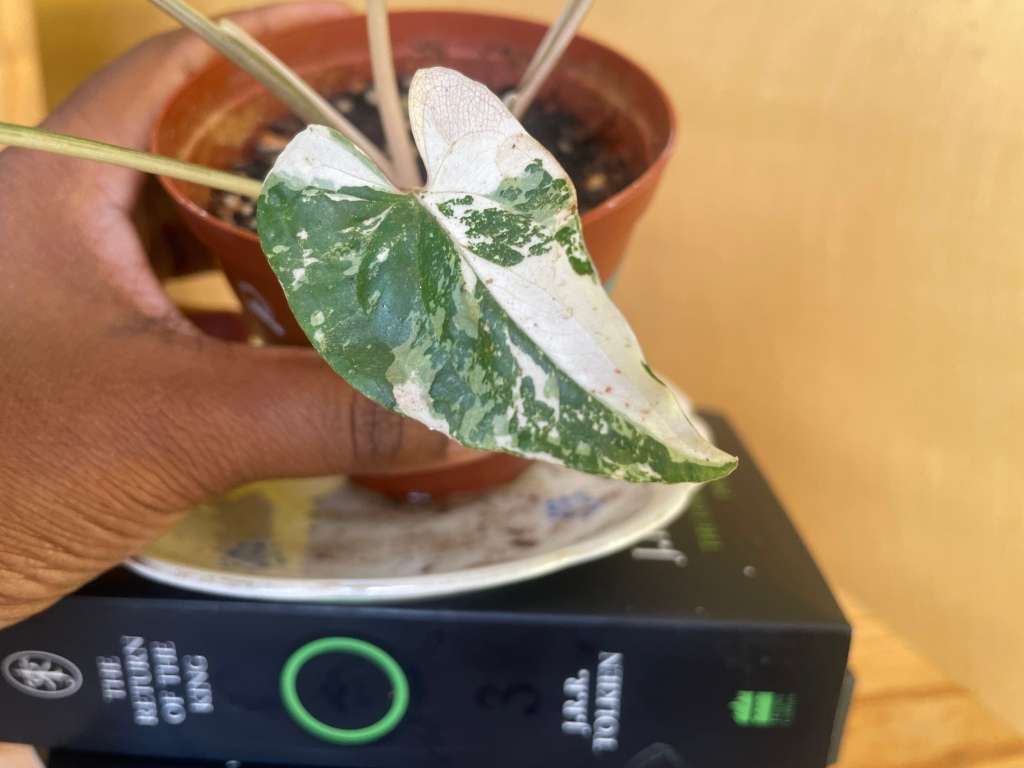 Syngonium two-pack (Albo and Mottled) with free plectranthus verticillatus - 2