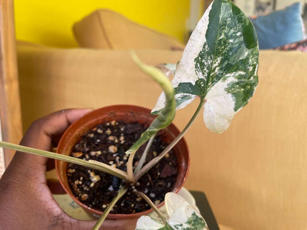 Syngonium two-pack (Albo and Mottled) with free plectranthus verticillatus - 2