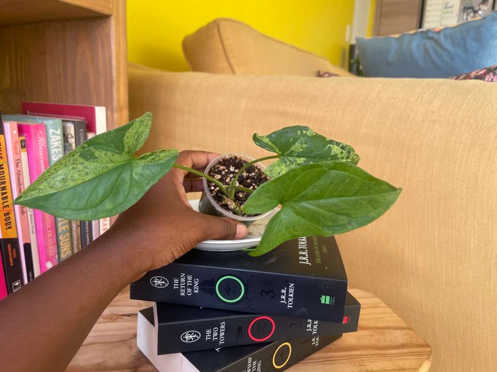 Syngonium two-pack (Albo and Mottled) with free plectranthus verticillatus - 2