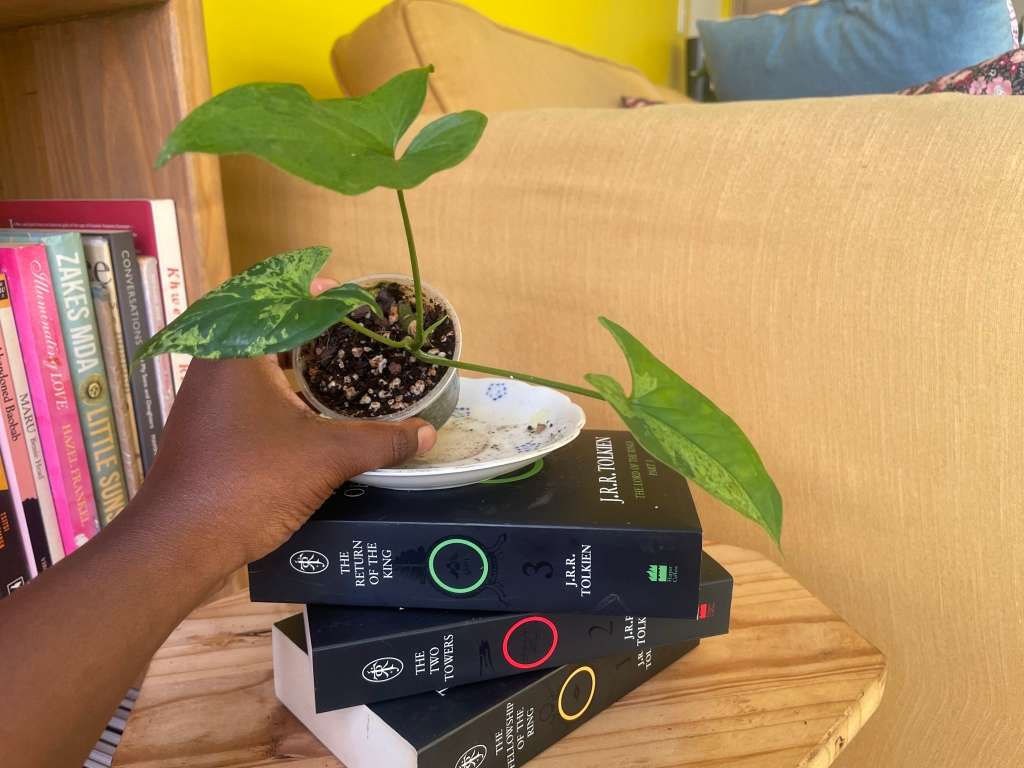 Syngonium two-pack (Albo and Mottled) with free plectranthus verticillatus - 2