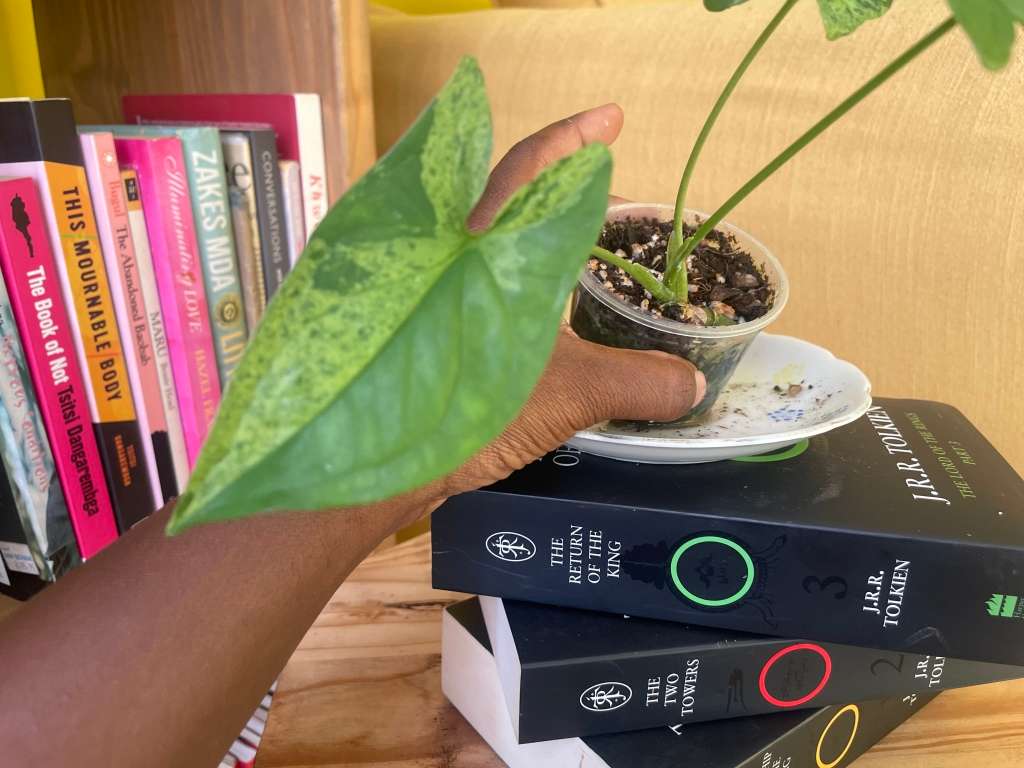 Syngonium two-pack (Albo and Mottled) with free plectranthus verticillatus - 2