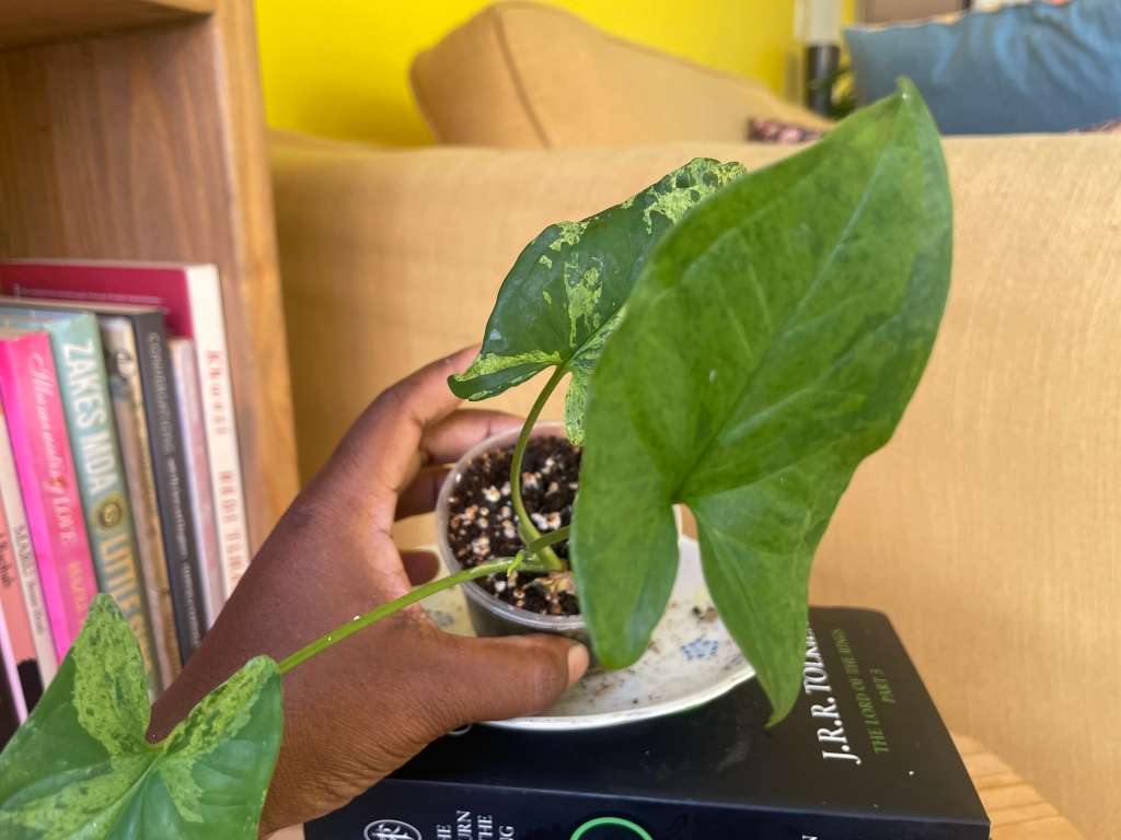 Syngonium two-pack (Albo and Mottled) with free plectranthus verticillatus - 2