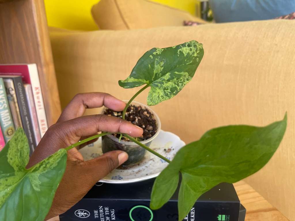 Syngonium two-pack (Albo and Mottled) with free plectranthus verticillatus - 2
