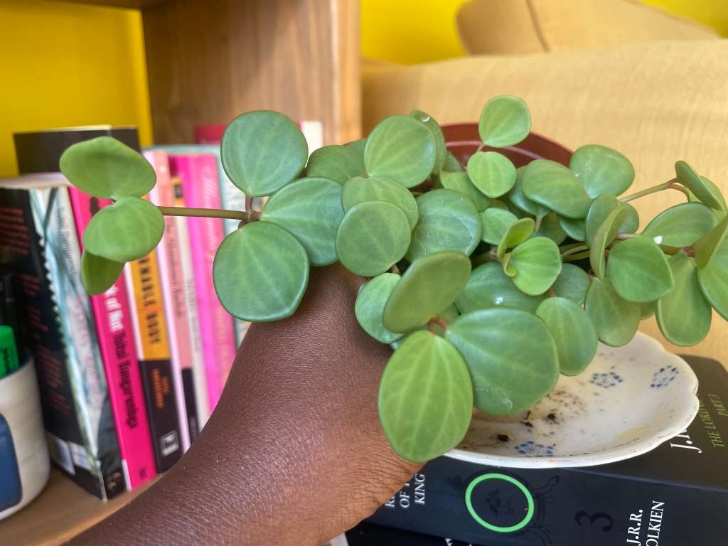 Peperomia Hope 9