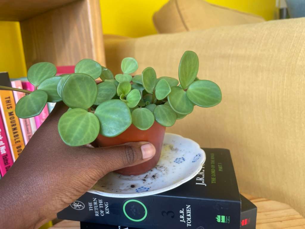Peperomia Hope 9