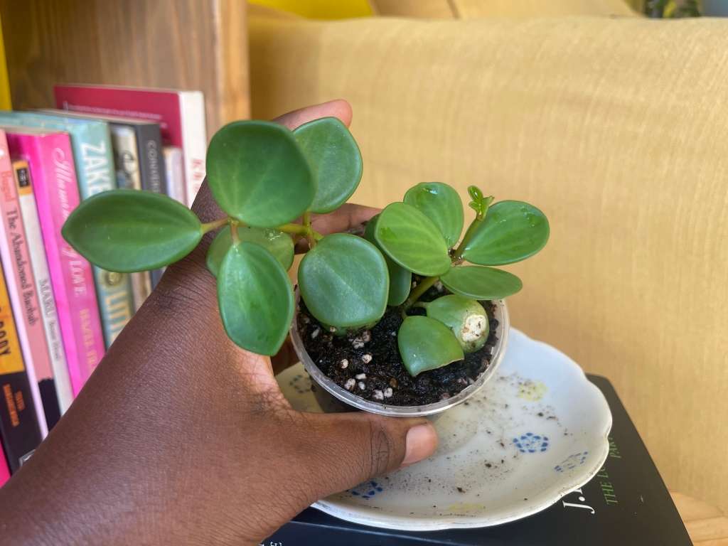 Peperomia Hope 2