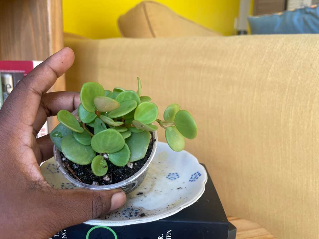 Peperomia Hope 6