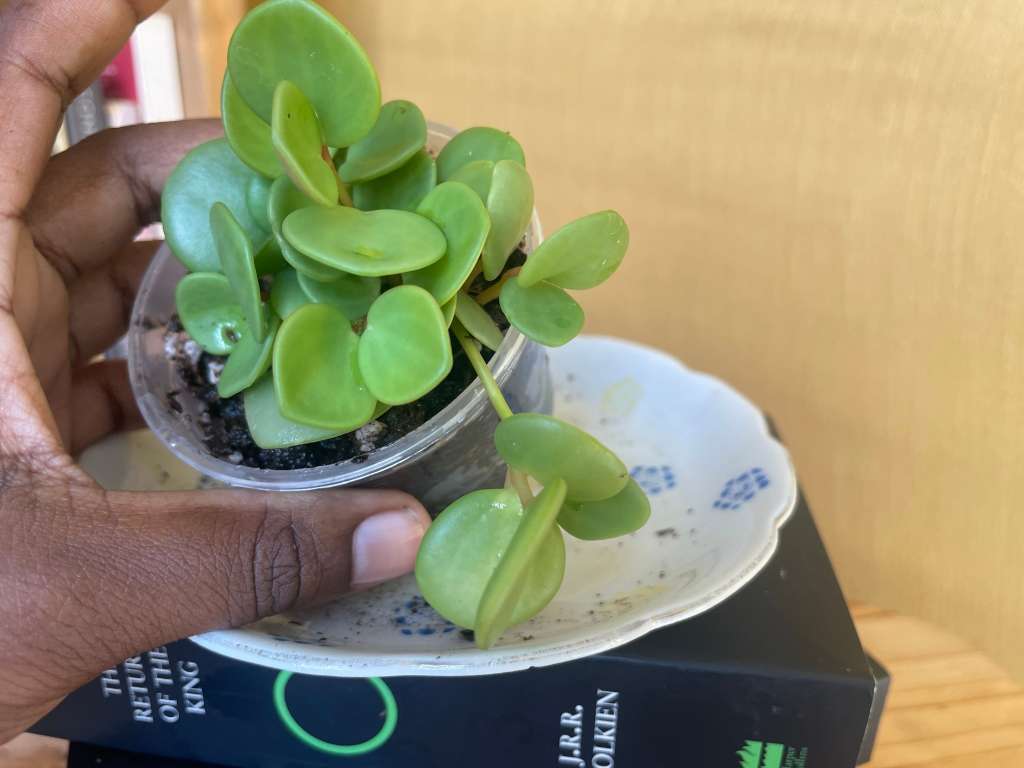 Peperomia Hope 6