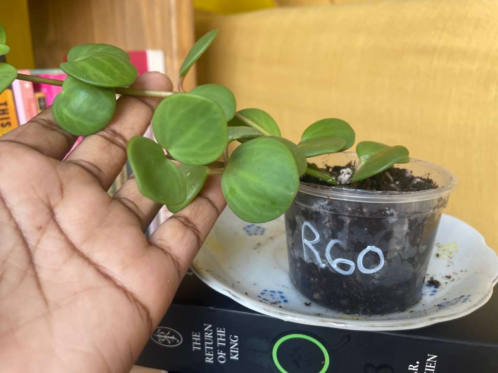 Peperomia Hope 4