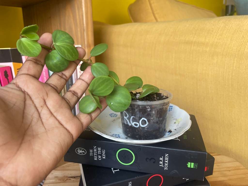 Peperomia Hope 4