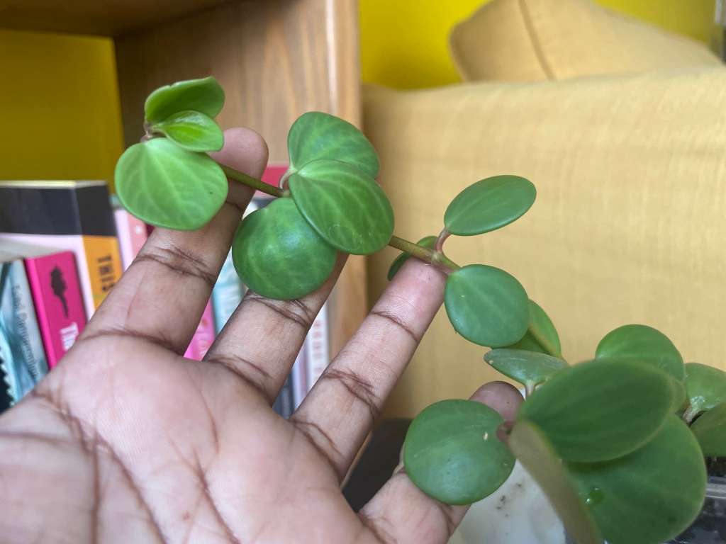 Peperomia Hope 4