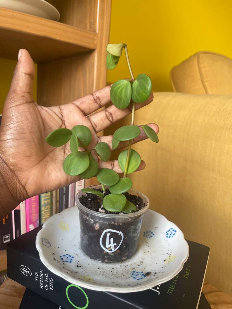 Peperomia Hope 4