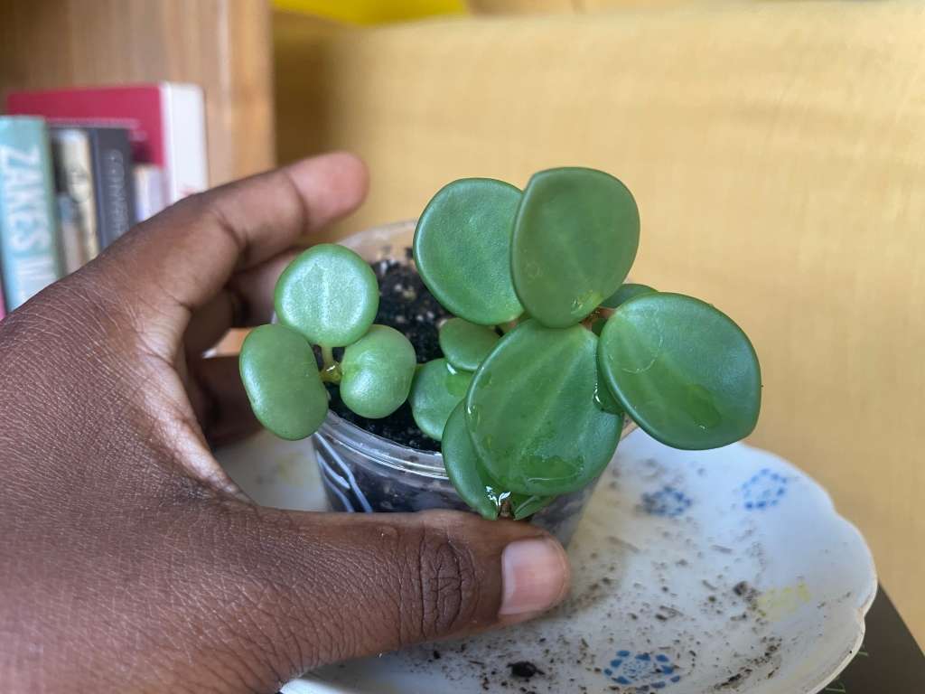Peperomia Hope 5