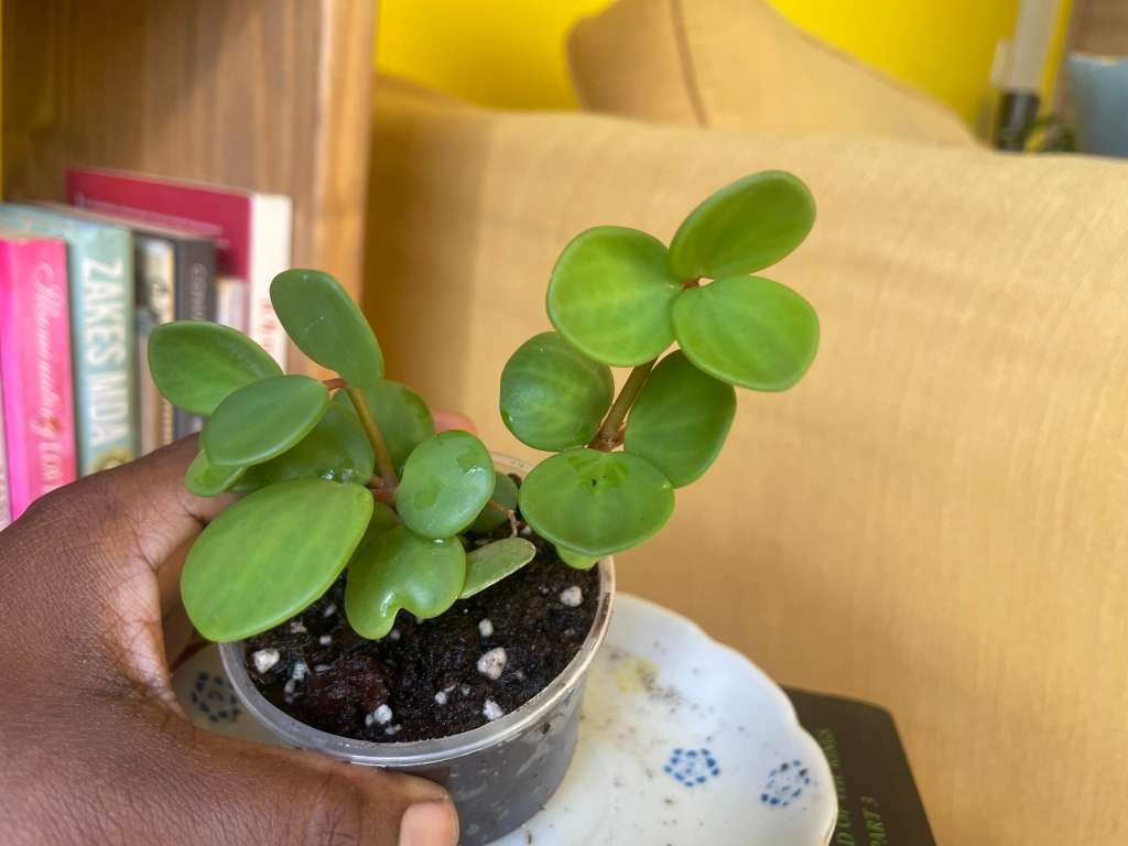 Peperomia Hope 8