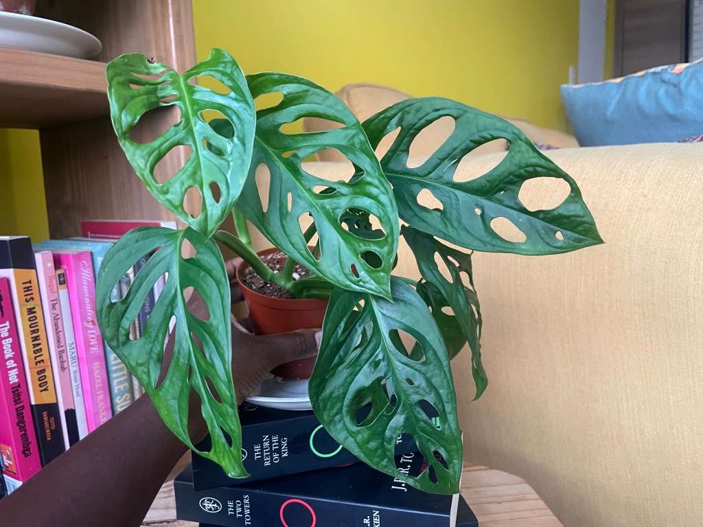 Monstera Adansonii - 2