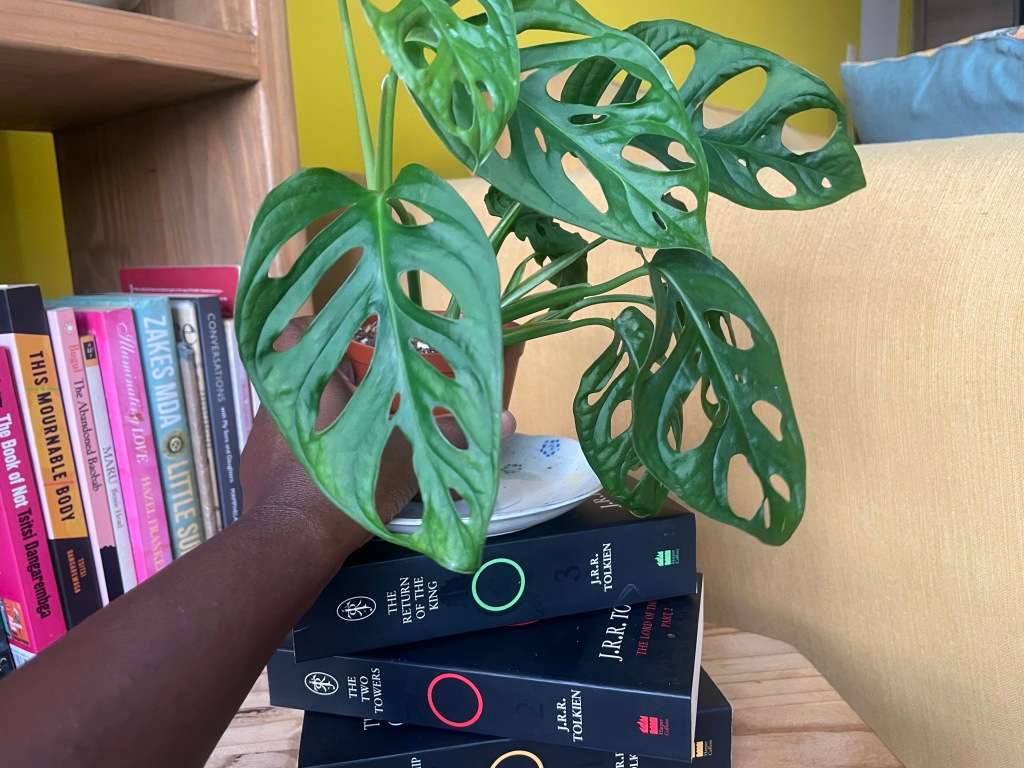 Monstera Adansonii - 2