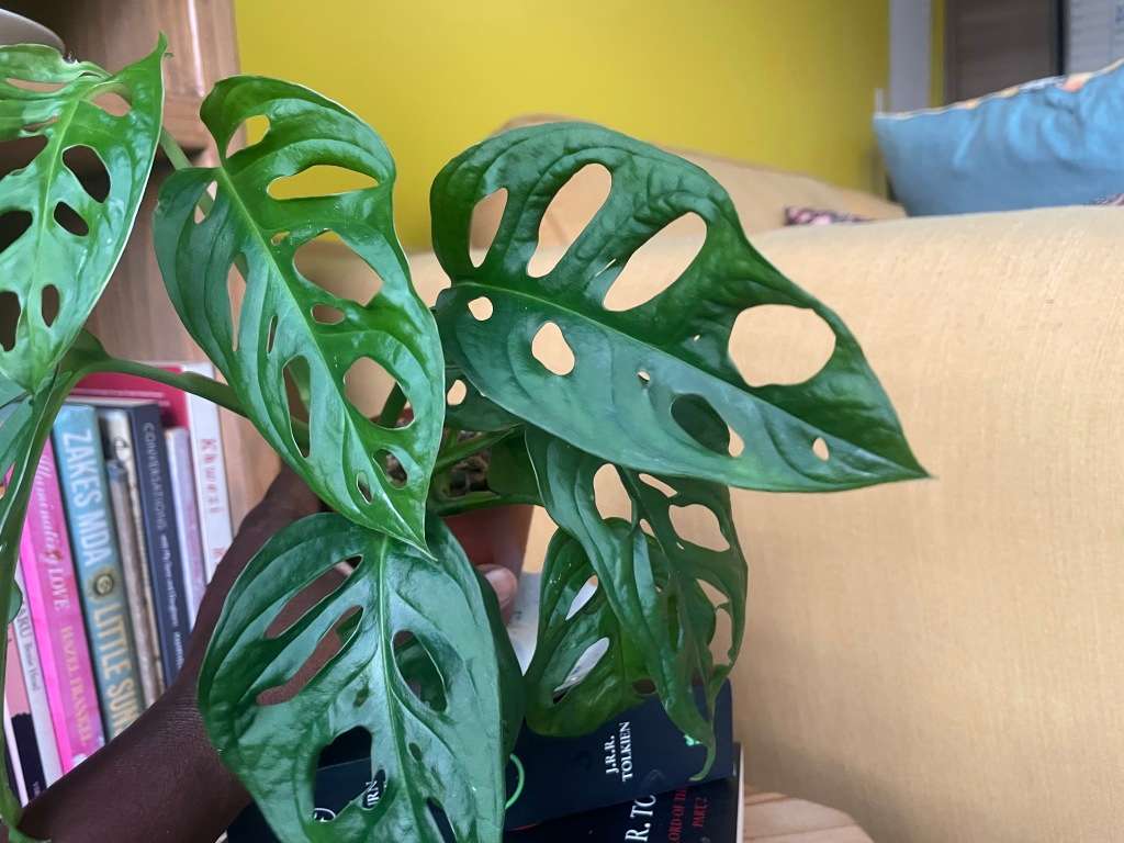 Monstera Adansonii - 2