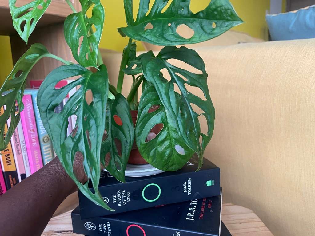 Monstera Adansonii - 2