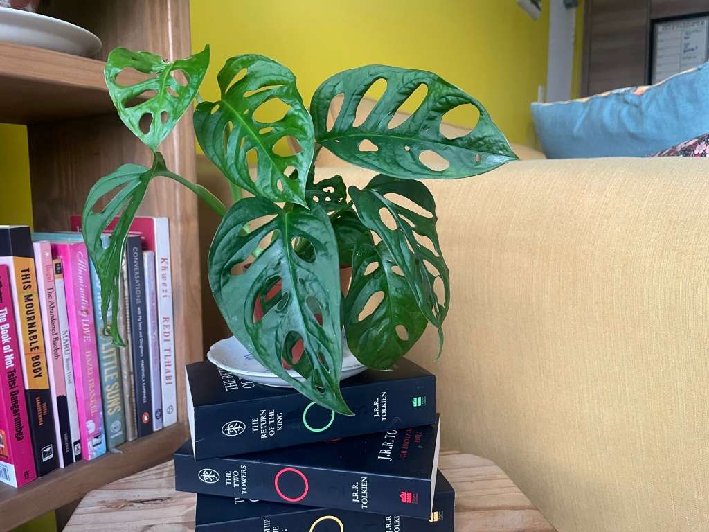 Monstera Adansonii - 2