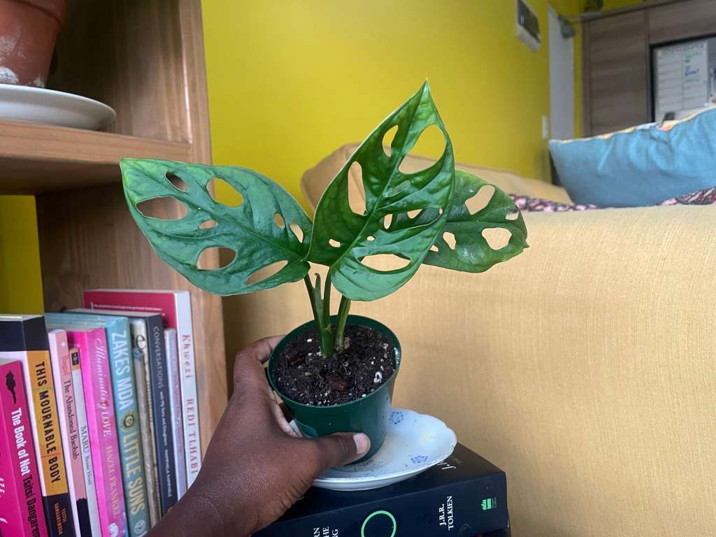 Monstera Adansonii - 3