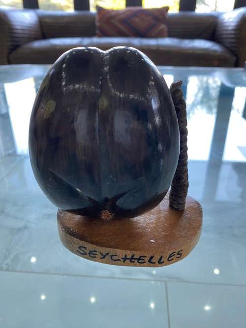 Coco de mer 12CM desktop piece !!!