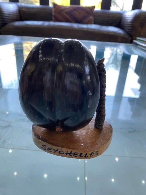 Coco de mer 12CM desktop piece !!!