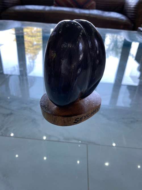 Coco de mer 12CM desktop piece !!!