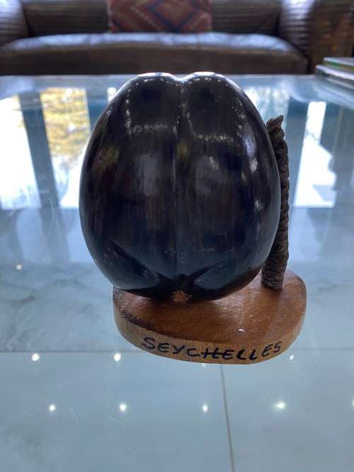 Coco de mer 12CM desktop piece !!!