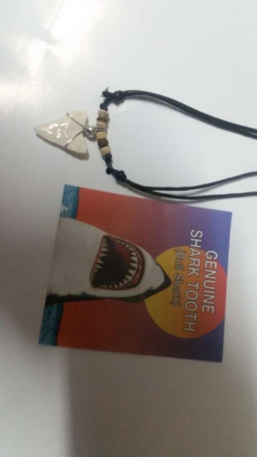 genuine shark teeth