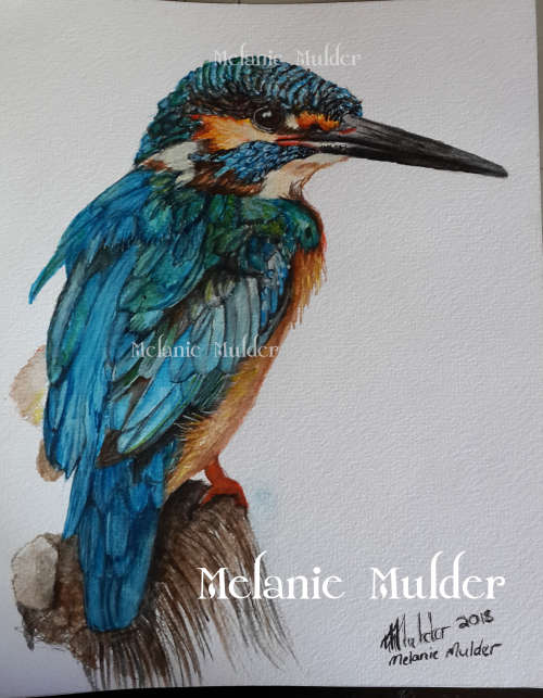 Kingfisher "In living Color"