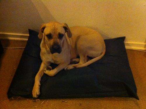 DOG BED COVER(XL) or CAR SEAT PROTECTOR - FILL WITH  PILLOWS or BLANKET