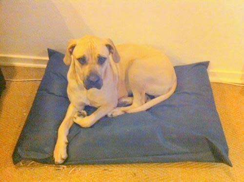 1 x DOG BED Sze XXL - LOCALLY MADE - WITH BACK ZIPPER - WATER RESISTANT - NONWOVEN FABRIC