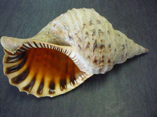 SEA SHELL- CHARONIA LAMPAS PUSTULATA ( PINK LADY ) VERY RARE /  ONE OF THE LARGEST IN THE WORLD
