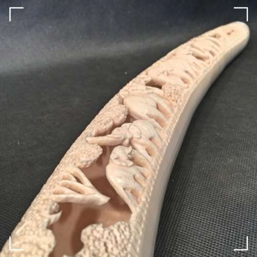 Rare Highly Decorative Carved Walrus Tusk (450mm Long)