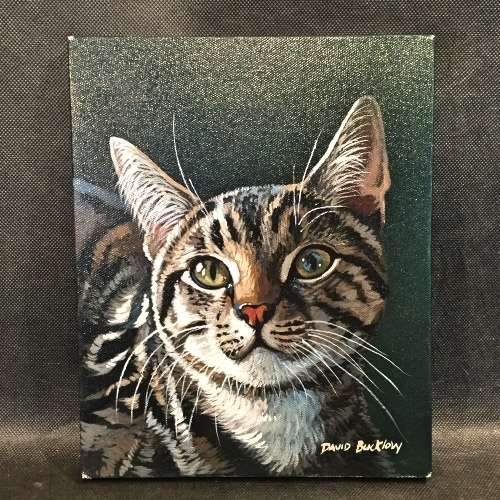 Original David Bucklvy Oil on Canvas - Realistic Cat Study (260mm x 200mm)