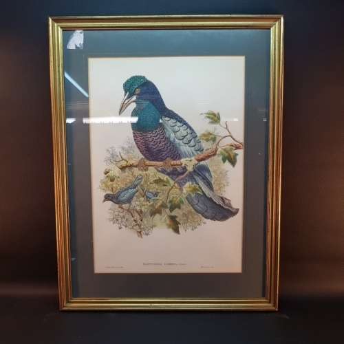 Large Framed Victorian Bird Study Artwork (620mm 520mm)