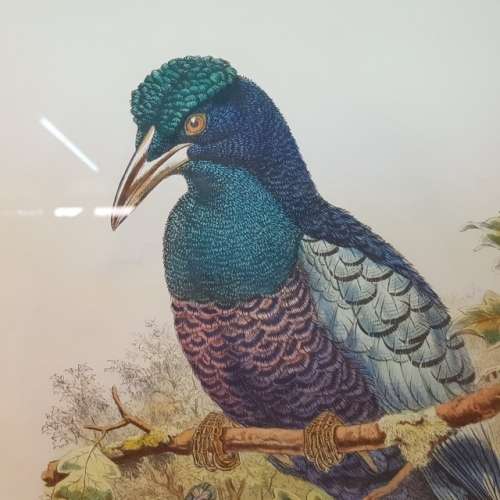 Large Framed Victorian Bird Study Artwork (620mm 520mm)