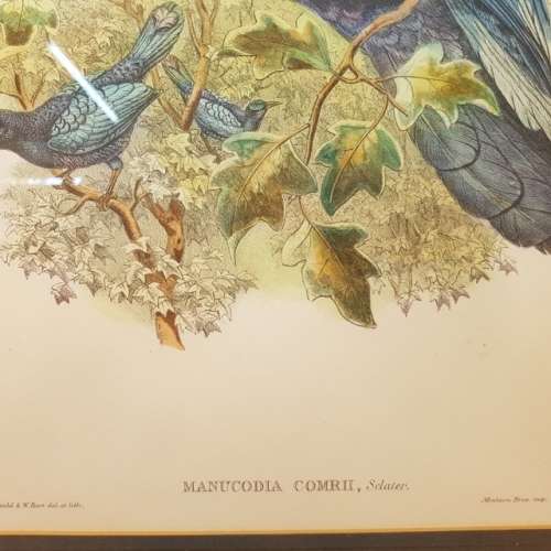 Large Framed Victorian Bird Study Artwork (620mm 520mm)