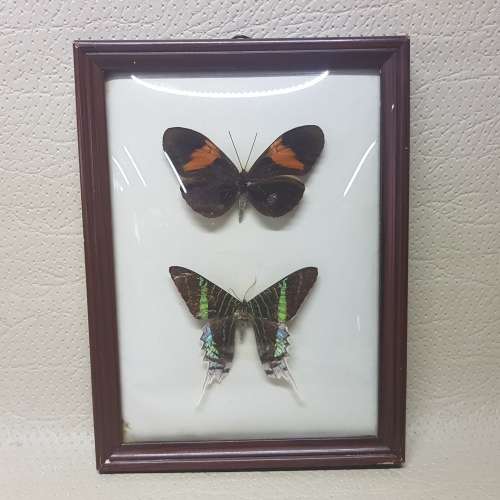 Original Vintage Framed Domed Glass Mounted Butterfly Specimens!!!