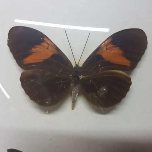 Original Vintage Framed Domed Glass Mounted Butterfly Specimens!!!