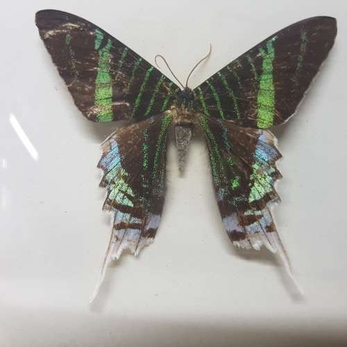 Original Vintage Framed Domed Glass Mounted Butterfly Specimens!!!