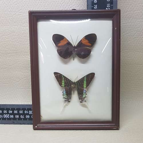 Original Vintage Framed Domed Glass Mounted Butterfly Specimens!!!