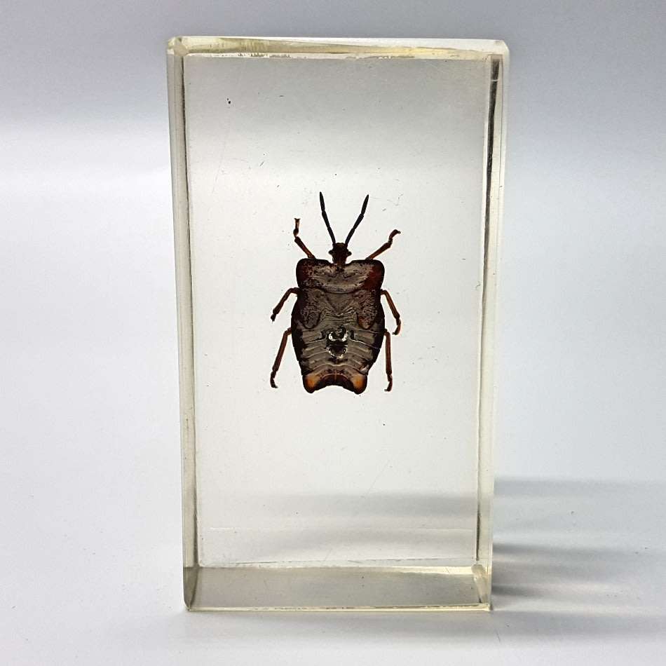 Original Litchi Stink Bug (Thailand) In Lucite Paperweight!!!