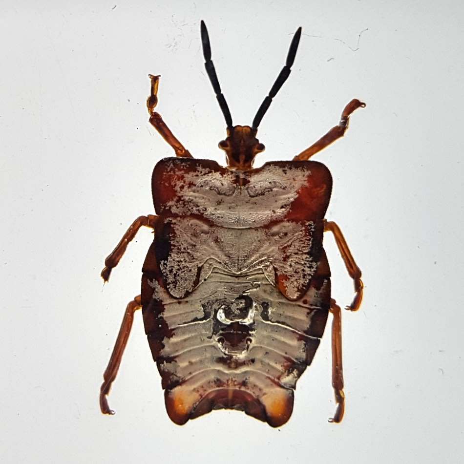 Original Litchi Stink Bug (Thailand) In Lucite Paperweight!!!