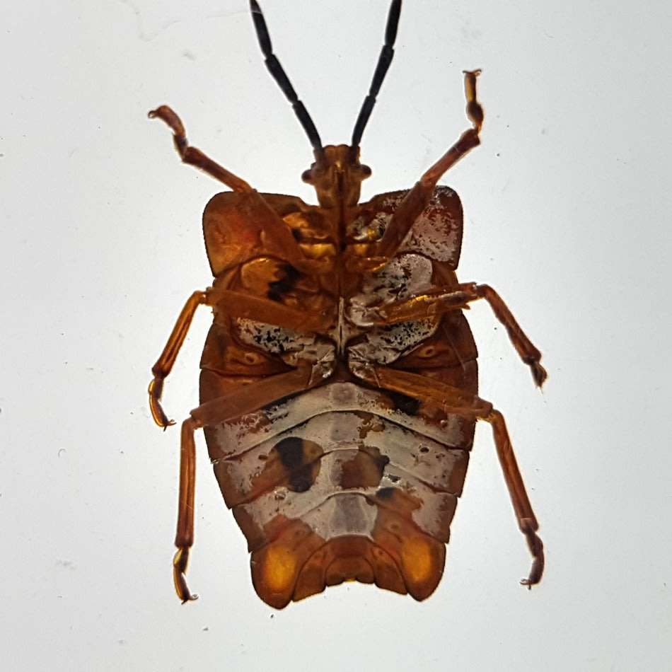 Original Litchi Stink Bug (Thailand) In Lucite Paperweight!!!