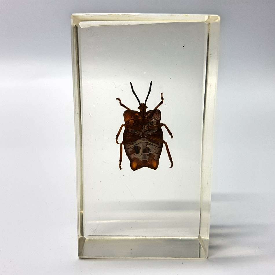 Original Litchi Stink Bug (Thailand) In Lucite Paperweight!!!