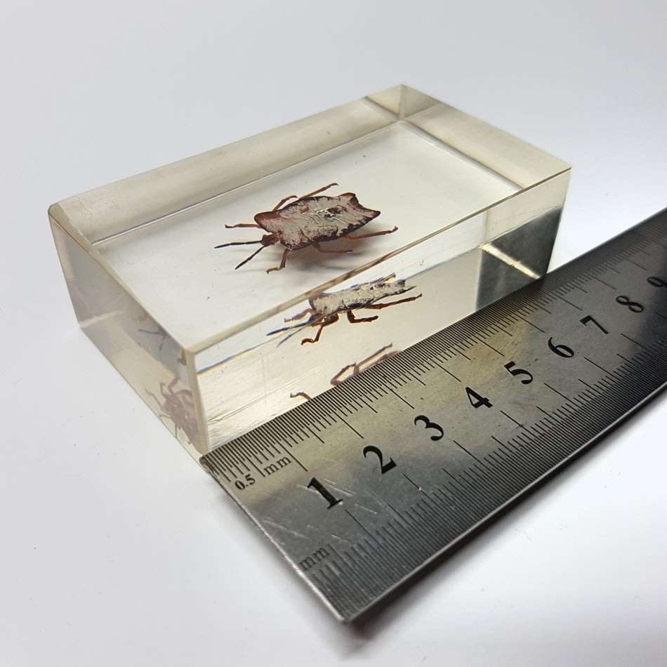 Original Litchi Stink Bug (Thailand) In Lucite Paperweight!!!