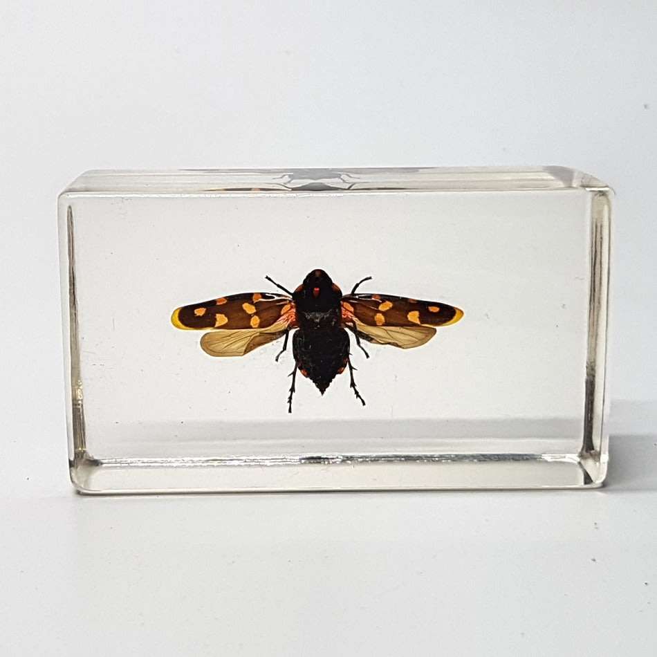 Original Giant Frog-hopper (Worldwide) In Lucite Paperweight!!!