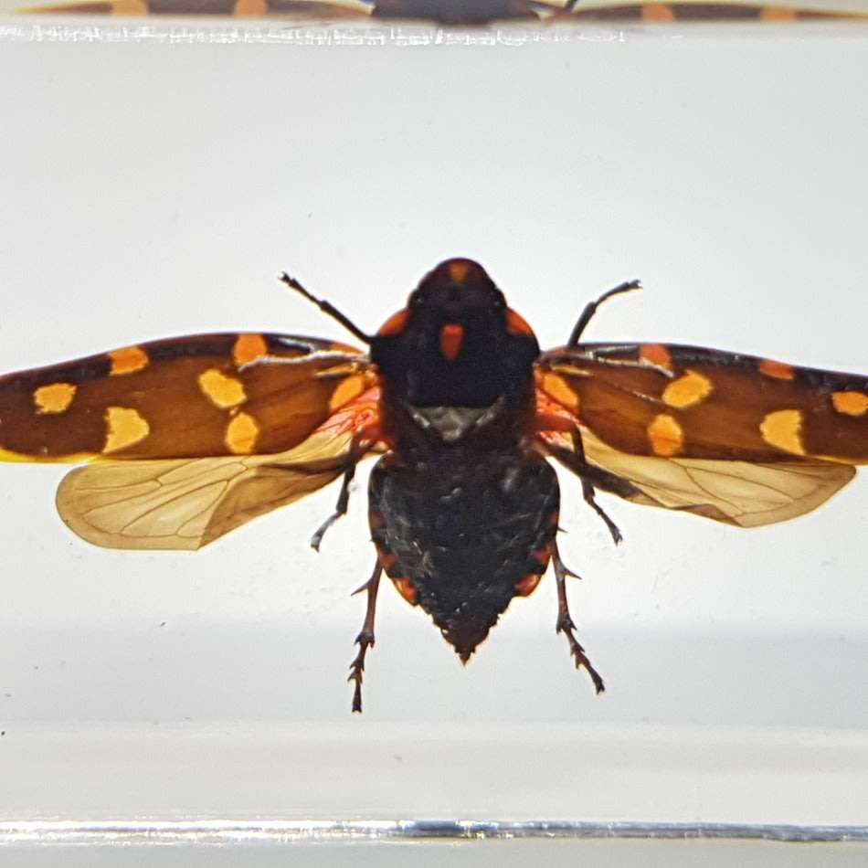 Original Giant Frog-hopper (Worldwide) In Lucite Paperweight!!!